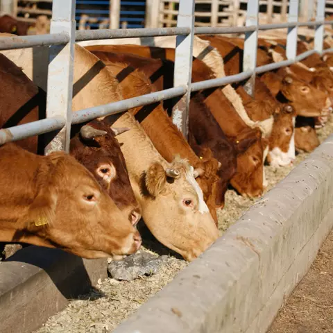 gliceryna paszowa bydło 