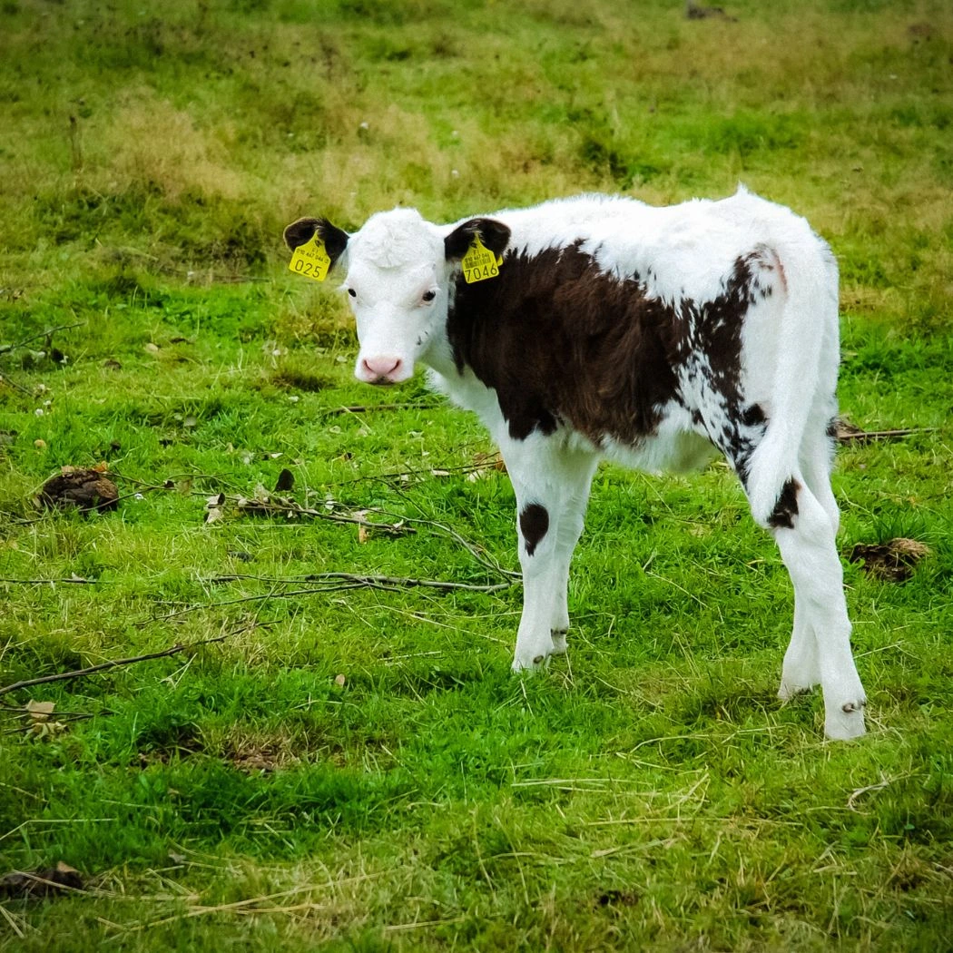feed grade glycol in cattle farming