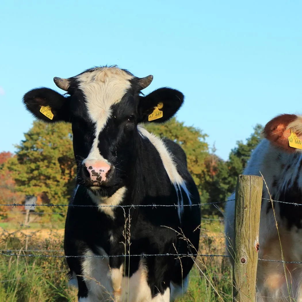 properties and use of urea in cattle feed