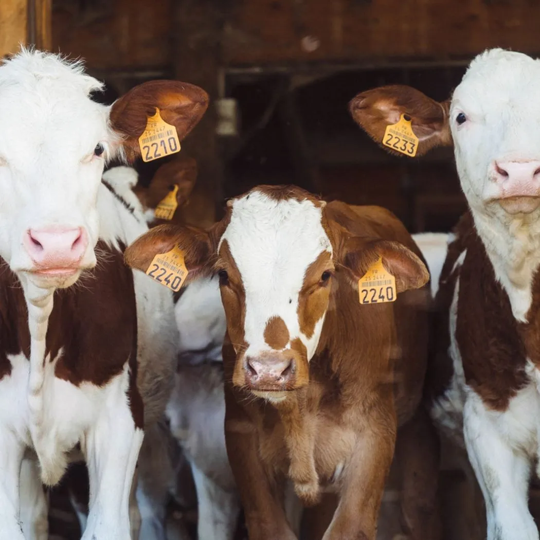 cattle farming with feed urea supplementation