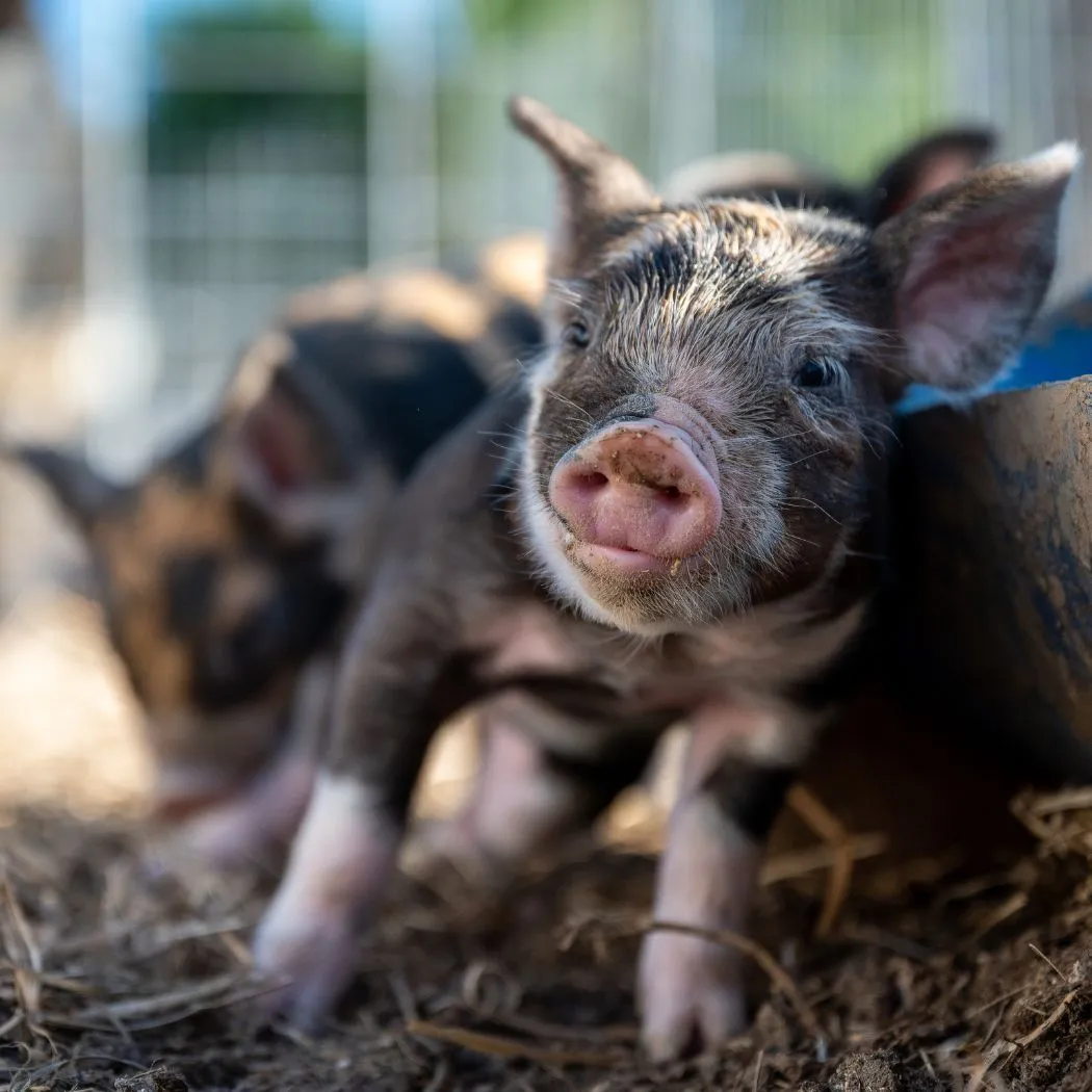 mode of action of feed urea